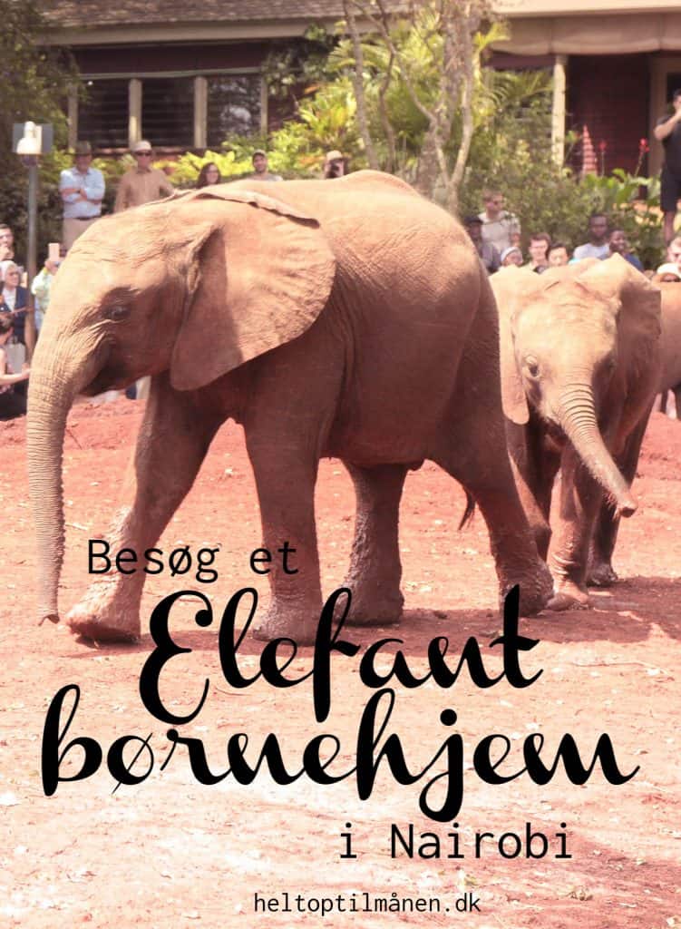 Elefantbørnehjemmet i Nairobi