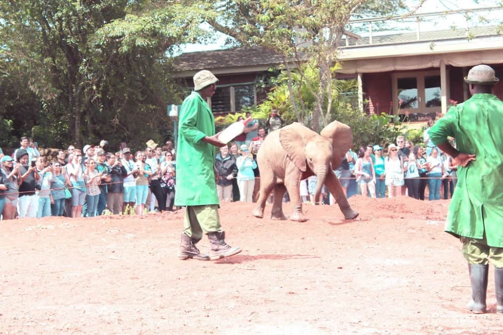 Elefant på elefantbørnehjemmet
