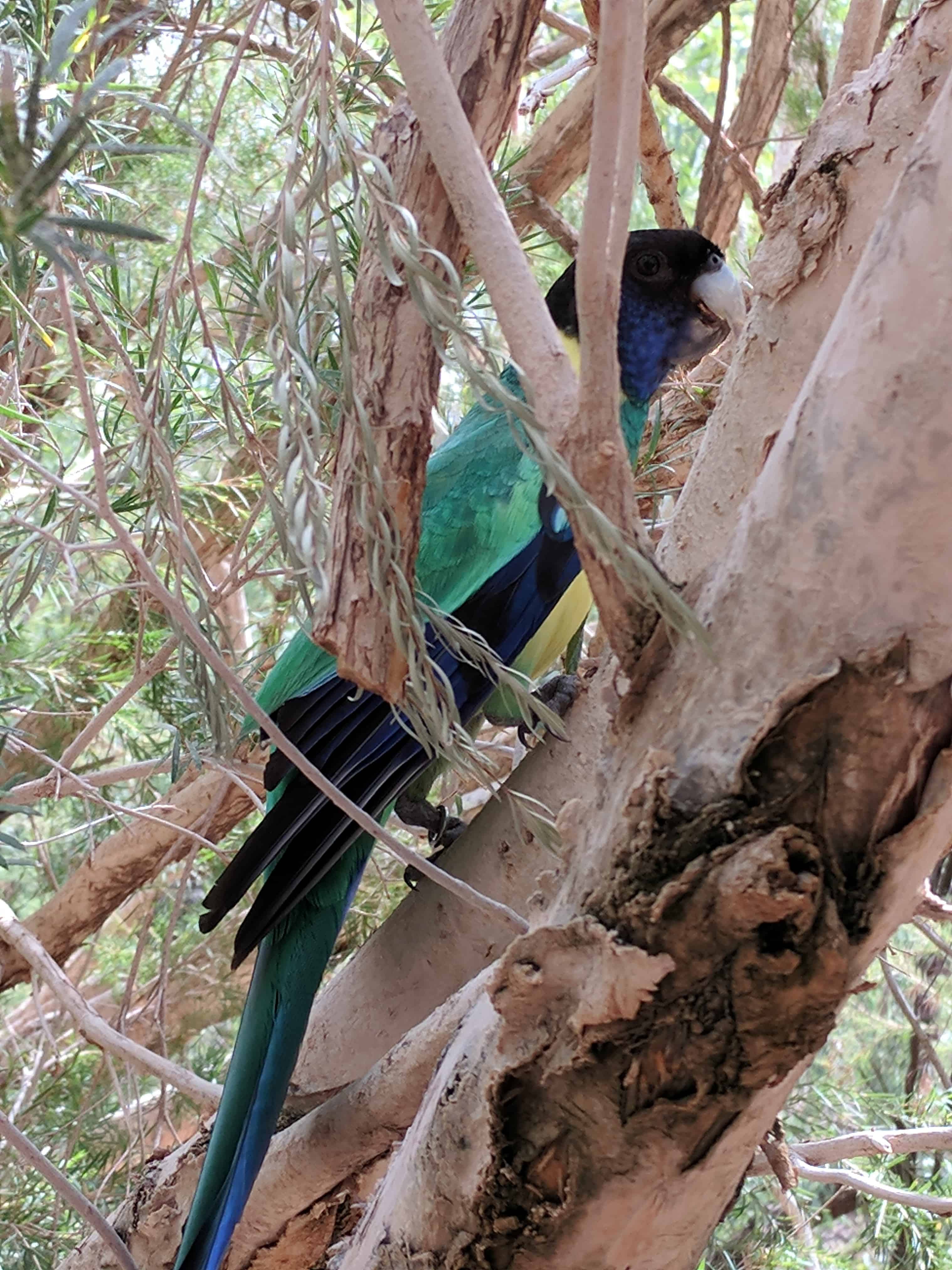 Alice Springs