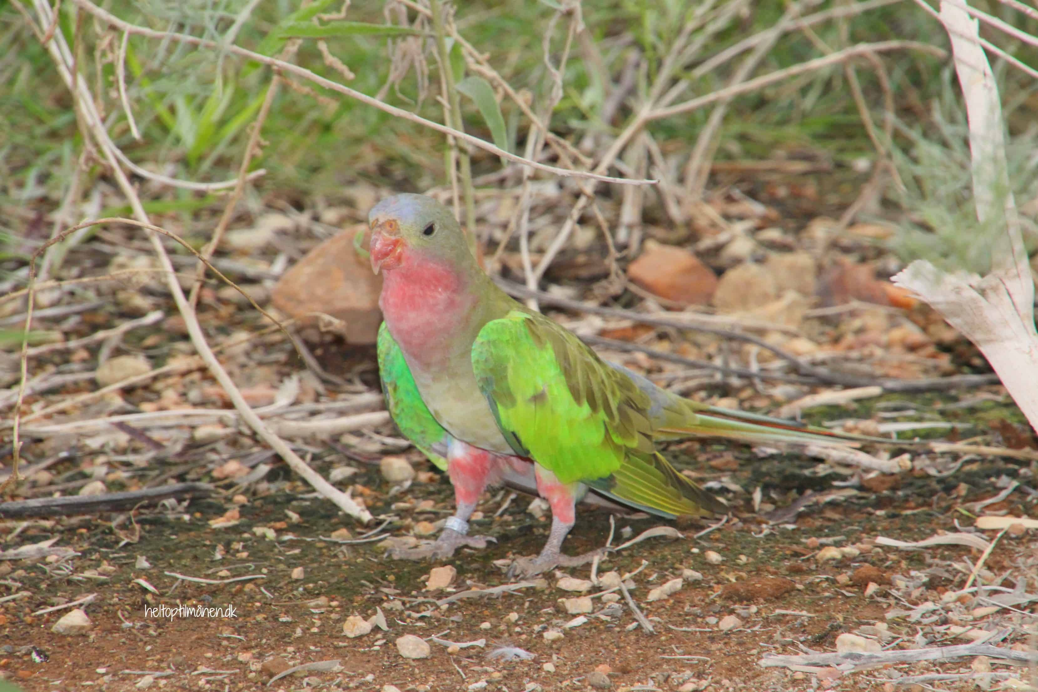 Alice Springs