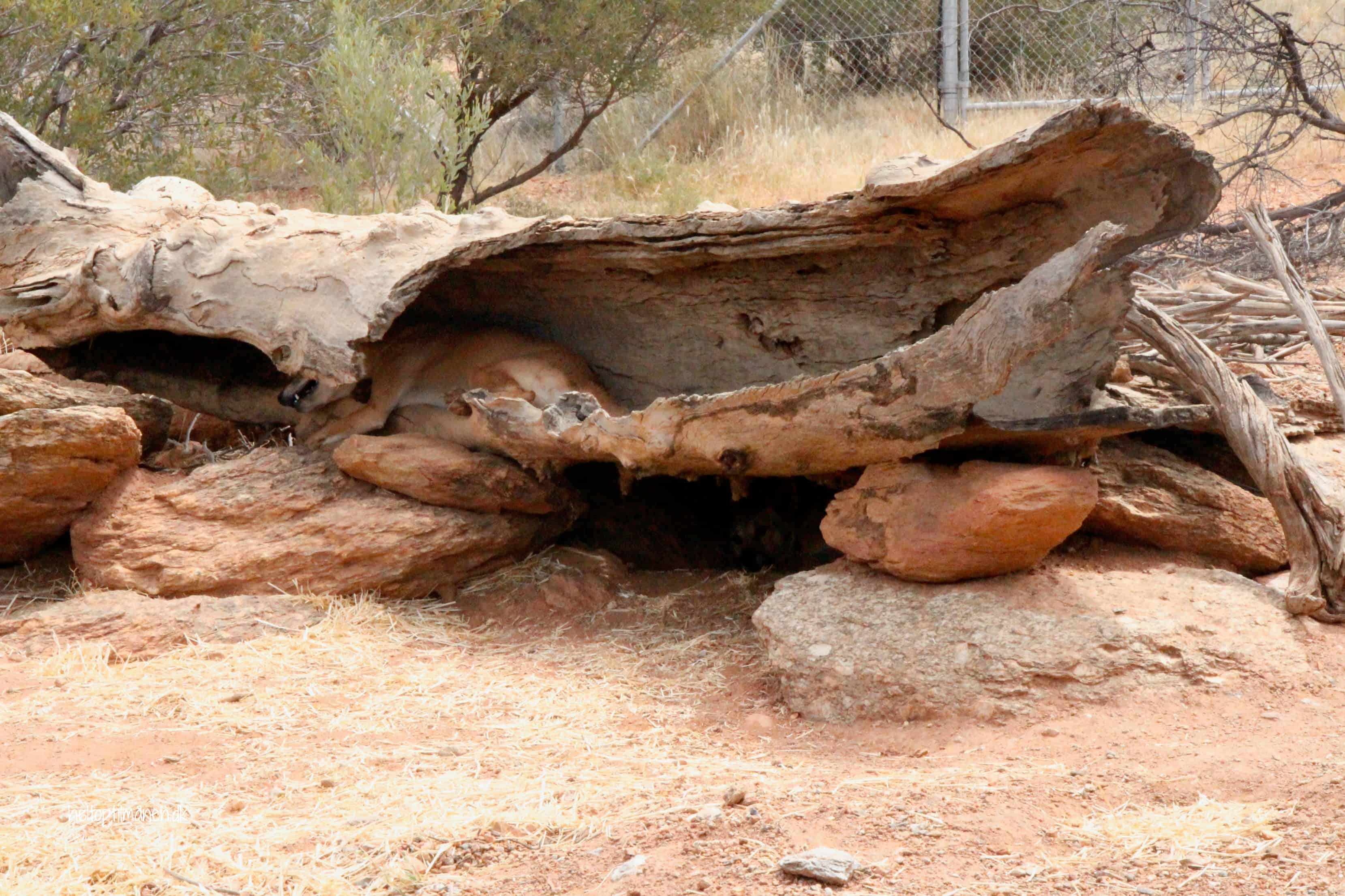 Alice Springs