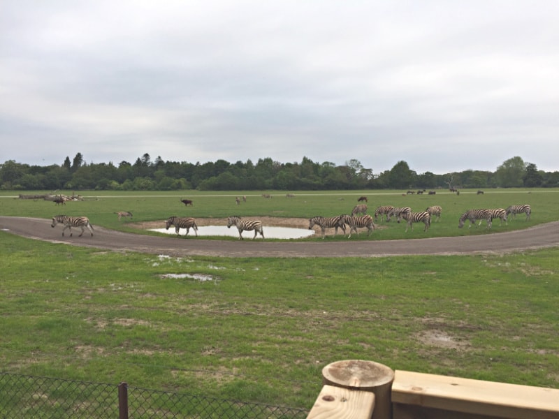 Knuthenborg Camp. Overnatning på savannen