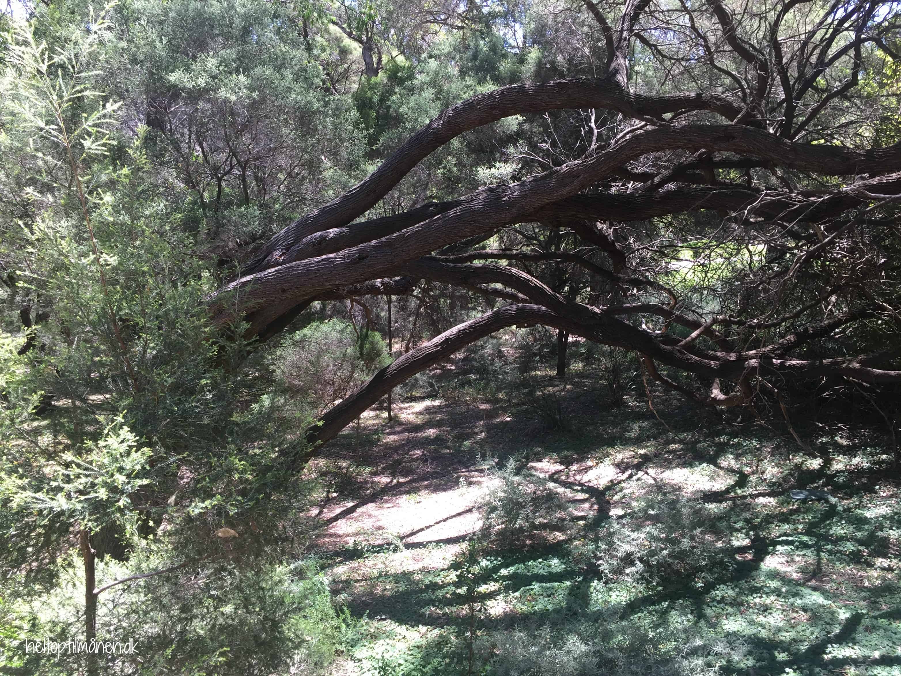 Kings Park