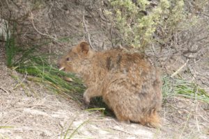 Rottnest Island quokkas