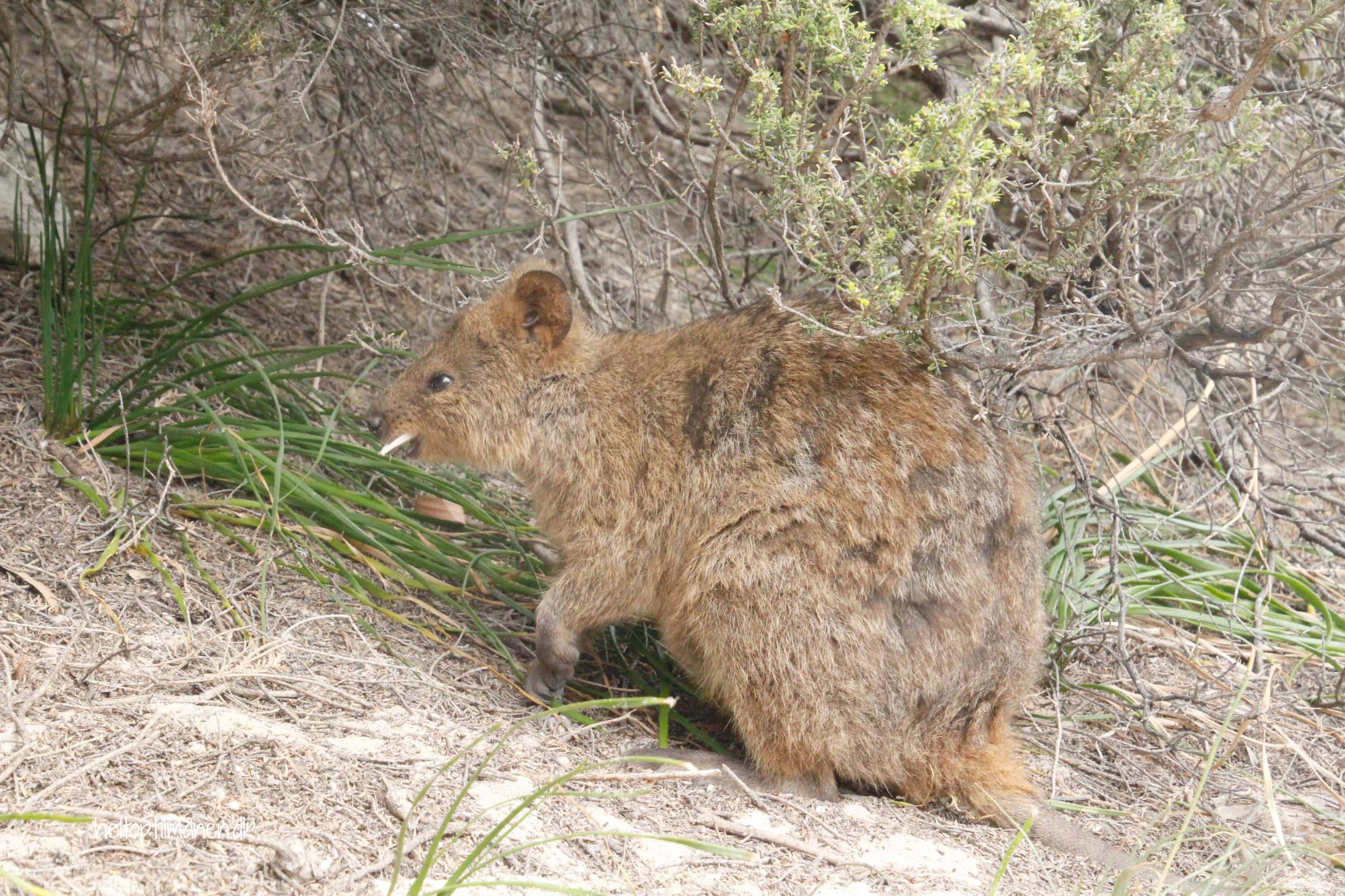 Rottnest Island quokkas