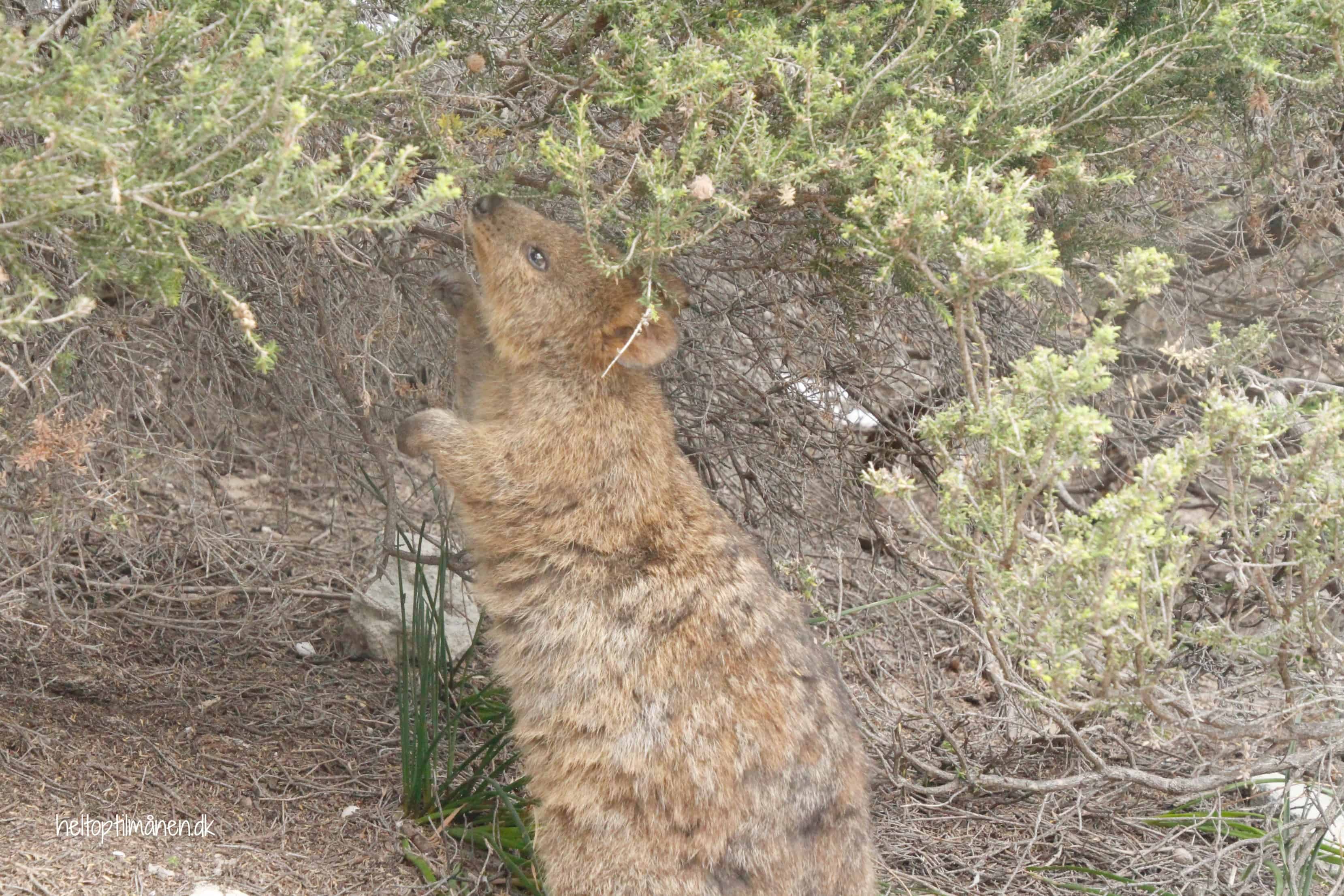 Rottnest Island quokkas