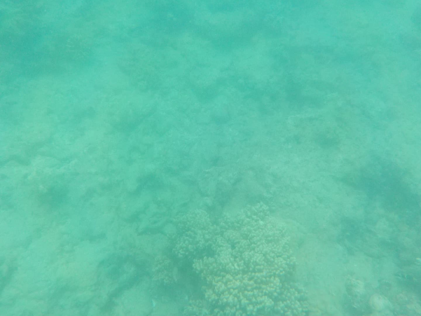 Great Barrier Reef med børn