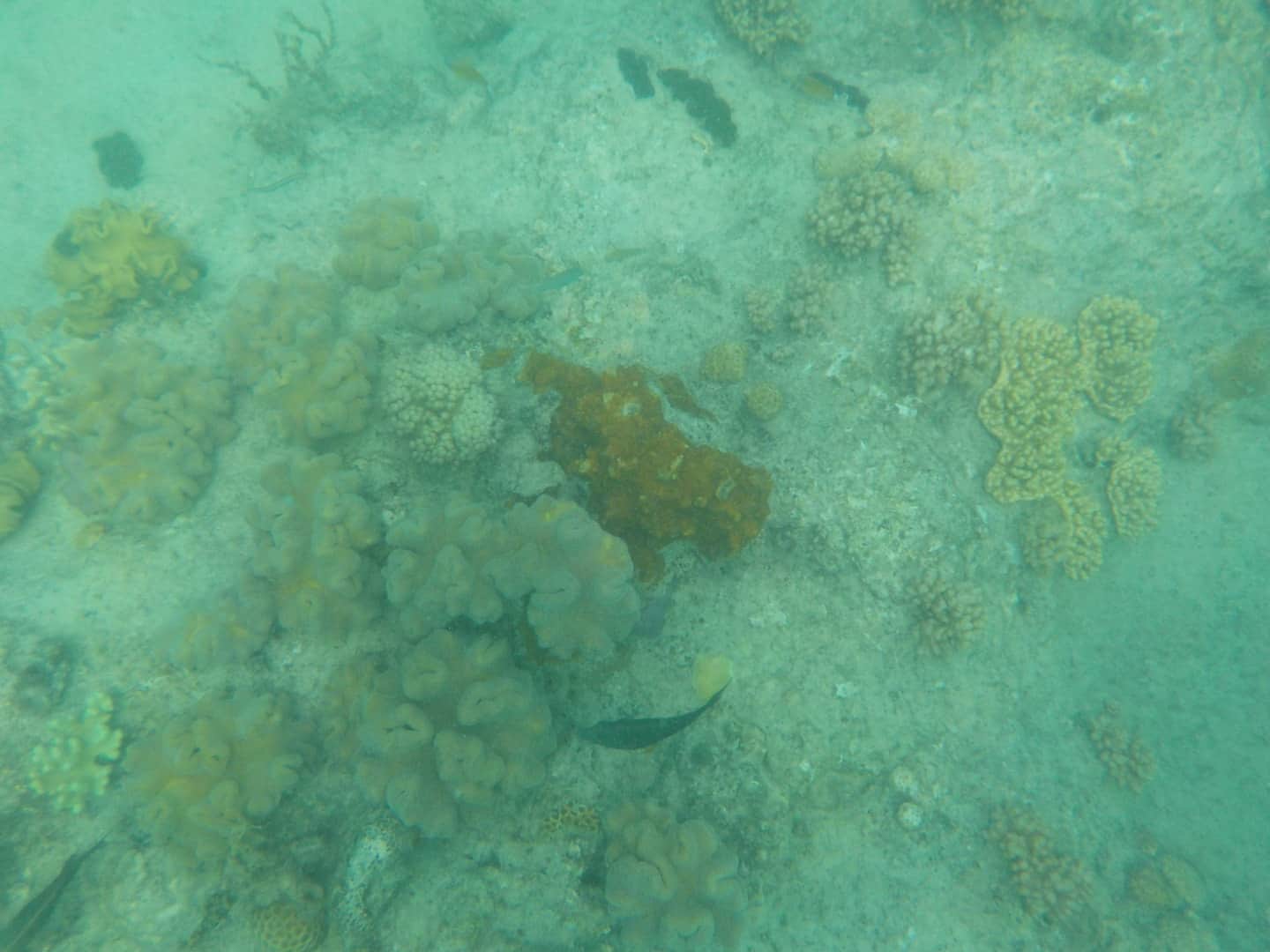 Great Barrier Reef med børn