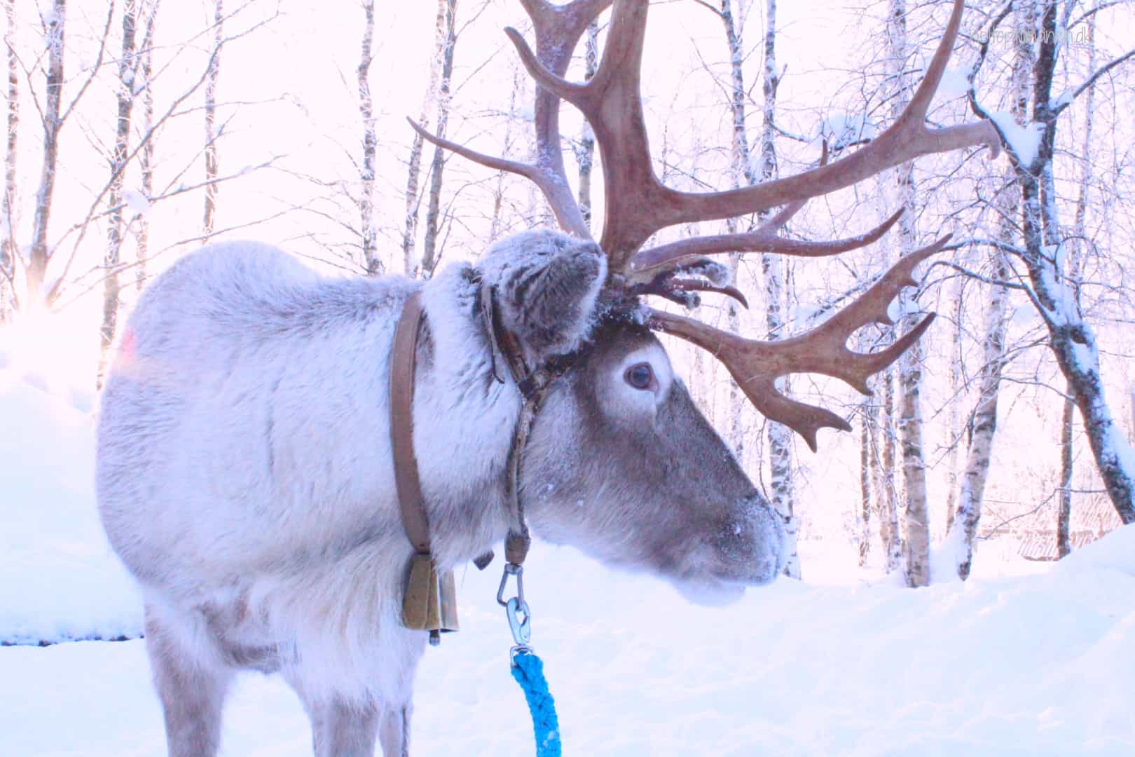På rensdyrsafari i Lapland