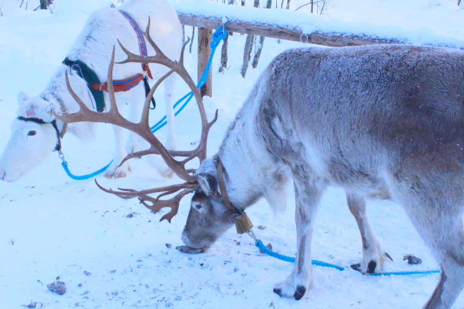 På rensdyrsafari med børn i Lapland, Finland