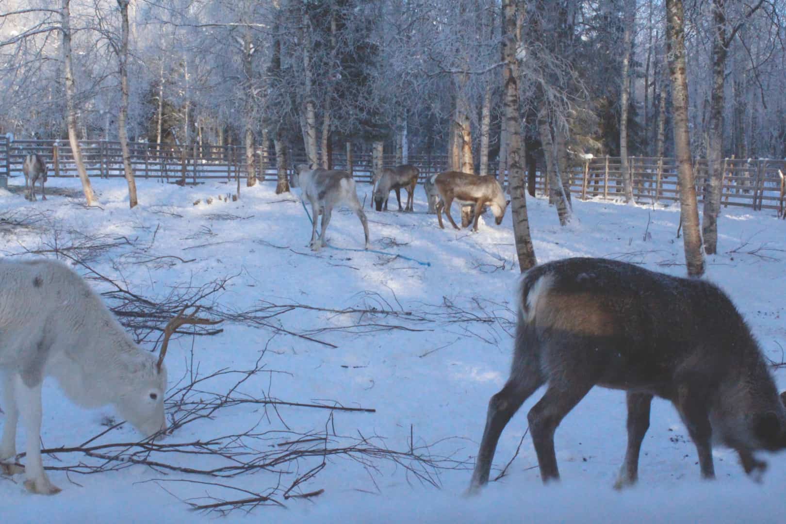 På rensdyrsafari med børn i Lapland, Finland