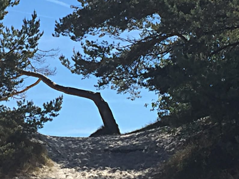 Træ ved Dueodde Strand