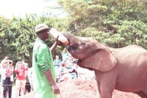 Elefantbørnehjem i Nairobi