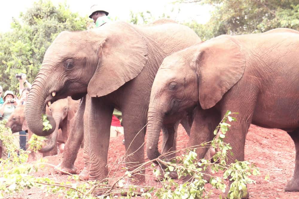 Elefantbørnehjemmet i Nairobi